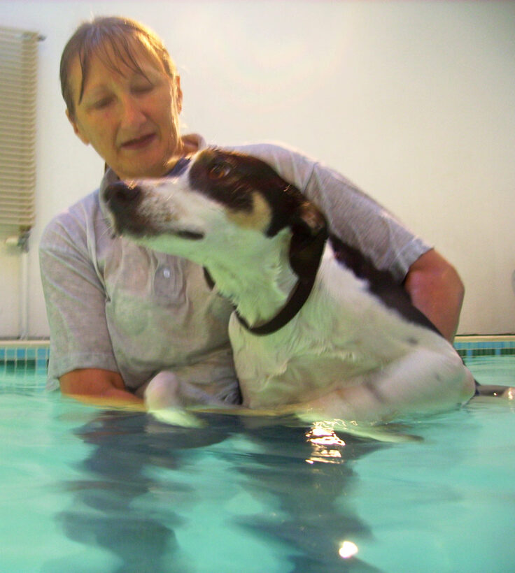 Animal, Animals, Canine hydrotherapy, Cathy Bushby, Dog, Dogs, Lurcher, Murphy, Pet, Pets, Swimming