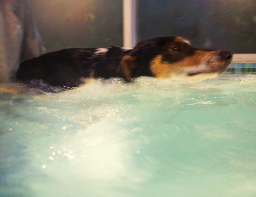 Animal, Animals, Canine hydrotherapy, Cathy Bushby, Dog, Dogs, Lurcher, Murphy, Pet, Pets, Swimming