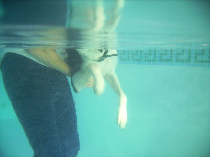 Animal, Animals, Canine hydrotherapy, Cathy Bushby, Dog, Dogs, Lurcher, Murphy, Pet, Pets, Swimming