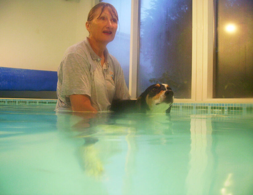 Animal, Animals, Canine hydrotherapy, Cathy Bushby, Dog, Dogs, Lurcher, Murphy, Pet, Pets, Swimming
