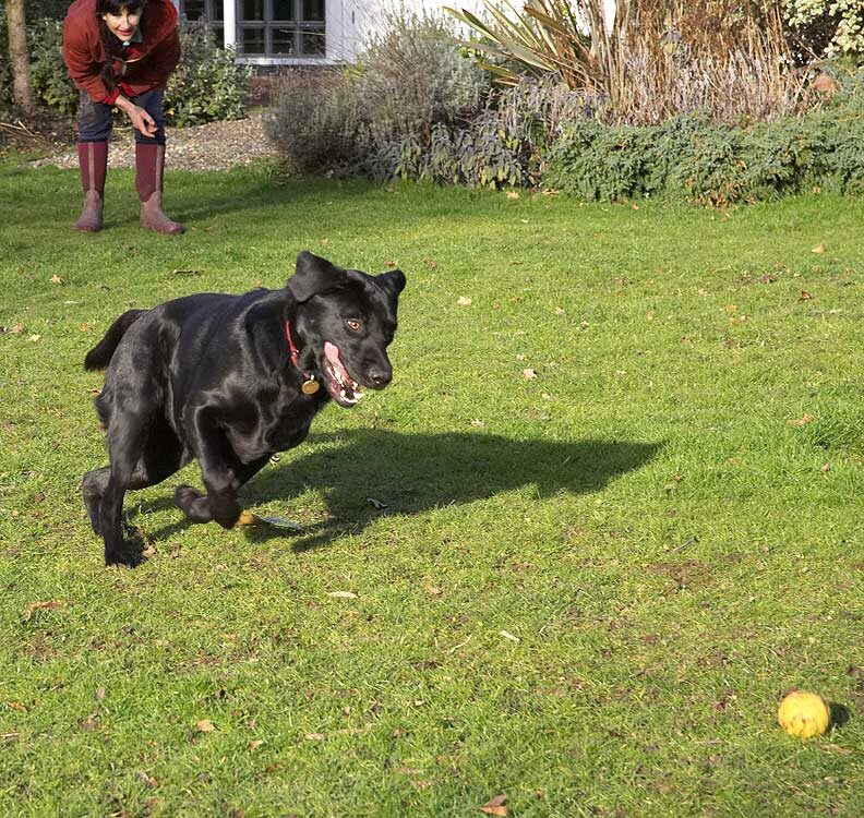 Rupert Ready to Pounce on the Yellow Ball