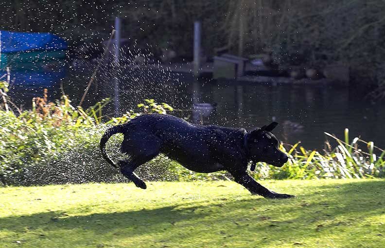Ben Shaking off the Water