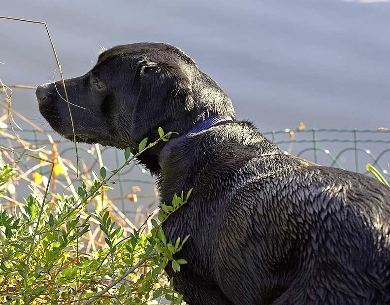 Ben Looking at Our Ducks