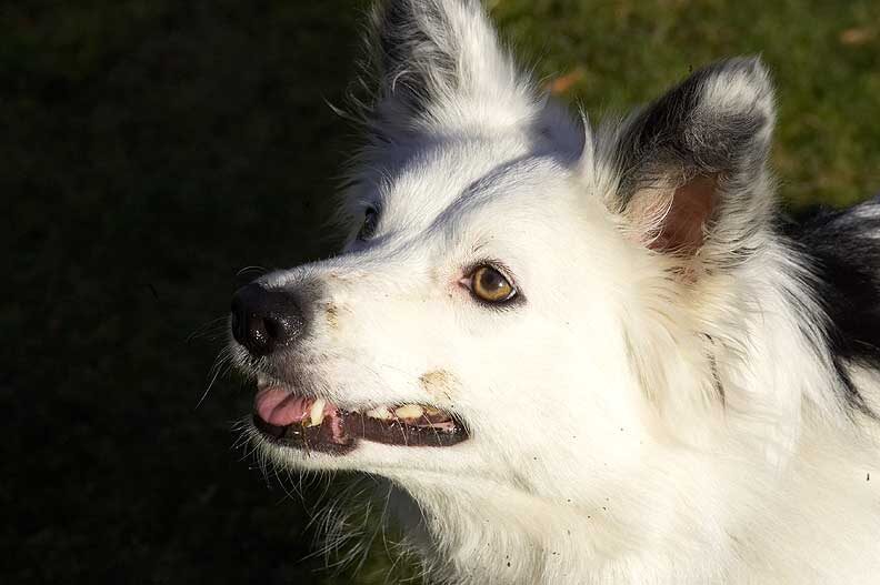 Bella