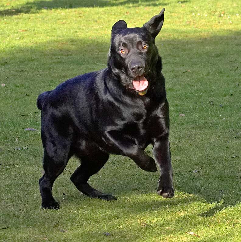 Rupert Waiting for the Ball