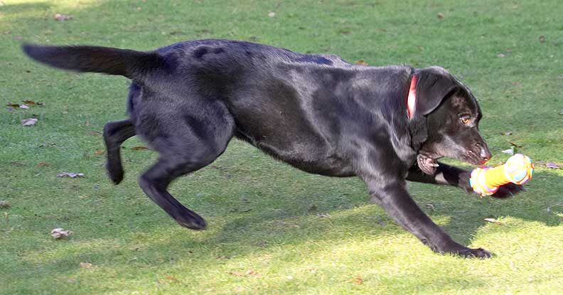 Rupert Catching His Toy