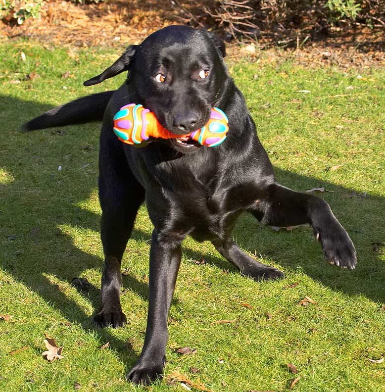 Rupert With His Toy