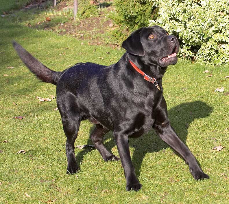 Rupert Playing Catch