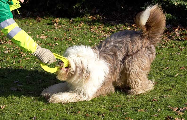 Kai Playing Tug-O-War