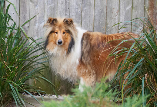 Collie, Collies, Dg, Dogs, Haired, Pose, Posing, Rough, Sonny, Stand, Standing