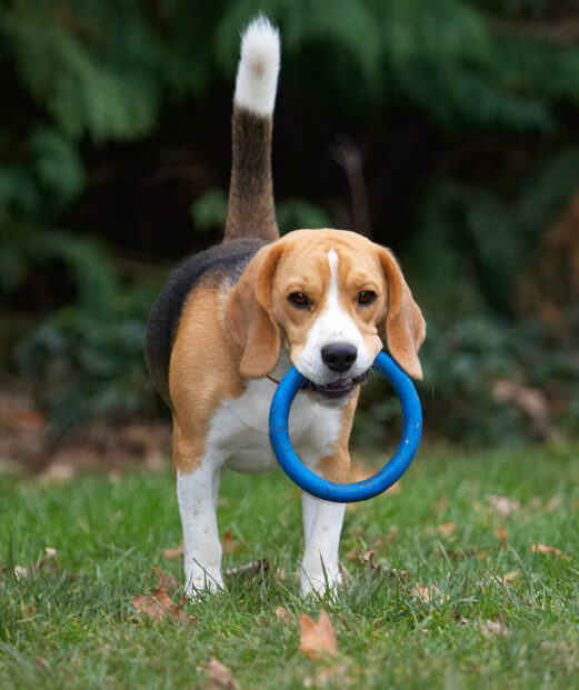 Archie, Beagle, Dog, Dogs, Play, Playing, Playtime