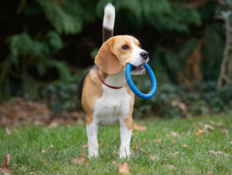 Archie, Beagle, Dog, Dogs, Play, Playing, Playtime