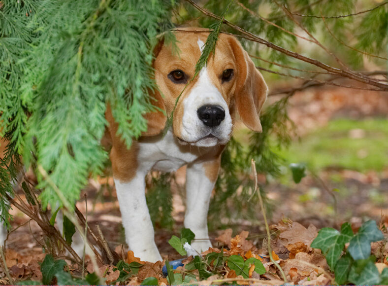 Archie, Beagle, Dog, Dogs, Play, Playing, Playtime