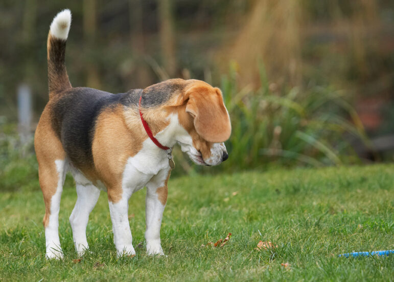 Archie, Beagle, Dog, Dogs, Play, Playing, Playtime