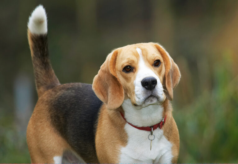 Archie, Beagle, Dog, Dogs, Play, Playing, Playtime