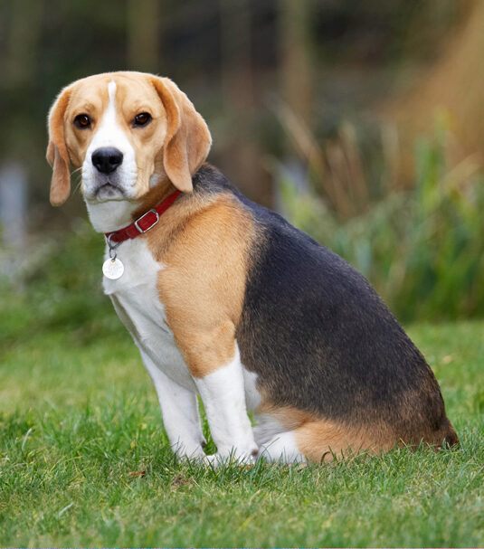 Archie, Beagle, Dog, Dogs, Play, Playing, Playtime, Sit, Sitting