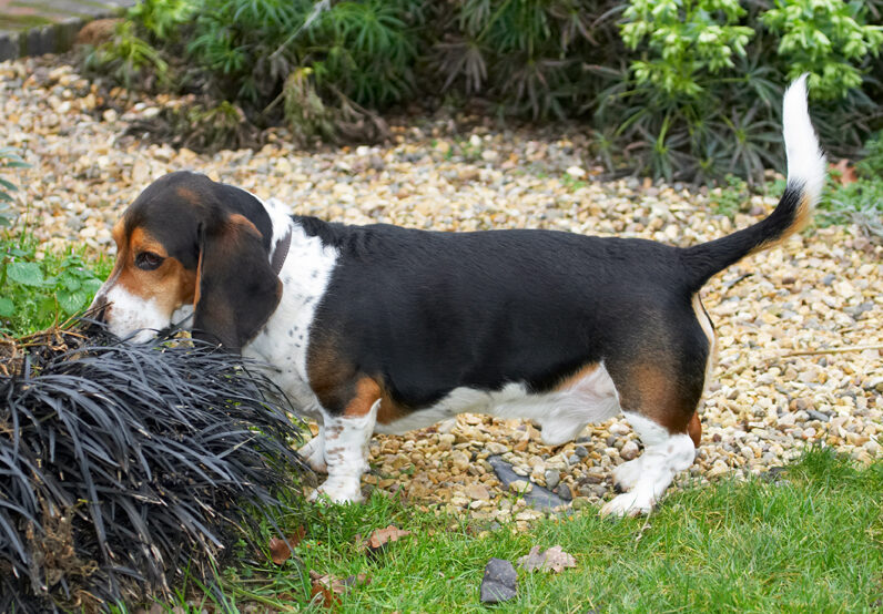Bassett, Dog, Dogs, Hound, Hounds, Humph, Humphrey, Play, Playing, Playtime, Smell, Smelling, Sniff, Sniffing