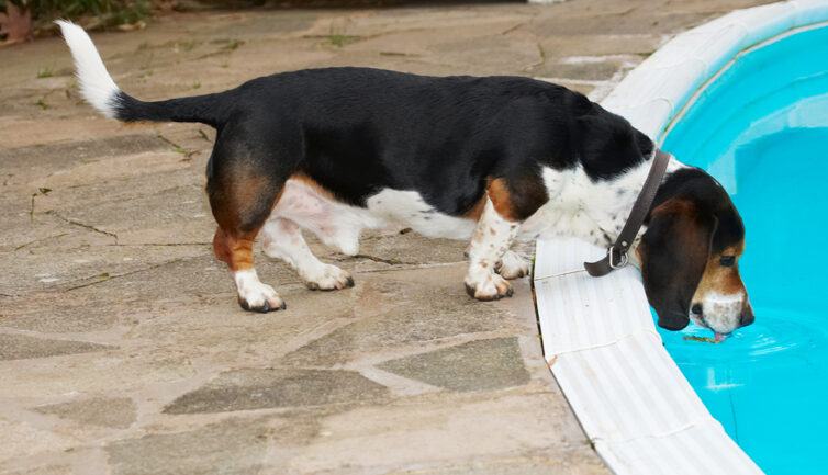 Bassett, Dog, Dogs, Drink, Drinking, Hound, Hounds, Humph, Humphrey, Play, Playing, Playtime, Pool, Swimming, Tongue