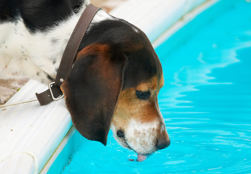 Bassett, Dog, Dogs, Drink, Drinking, Hound, Hounds, Humph, Humphrey, Play, Playing, Playtime, Pool, Swimming, Tongue
