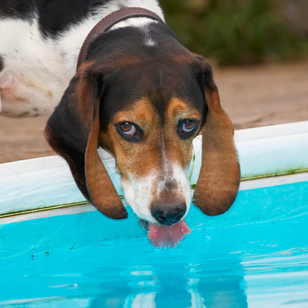 Bassett, Dog, Dogs, Drink, Drinking, Hound, Hounds, Humph, Humphrey, Play, Playing, Playtime, Tongue