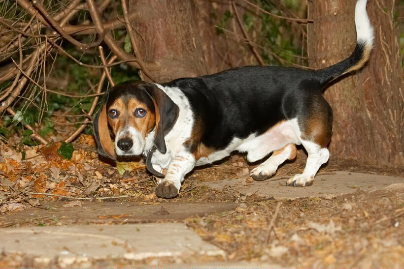 Bassett, Dog, Dogs, Hound, Hounds, Humph, Humphrey, Play, Playing, Playtime
