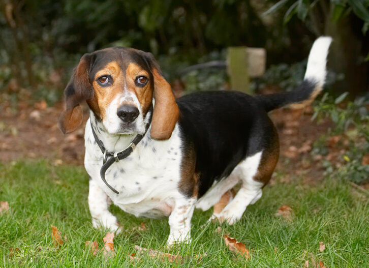 Bassett, Dog, Dogs, Hound, Hounds, Humph, Humphrey, Play, Playing, Playtime, Stand, Standing