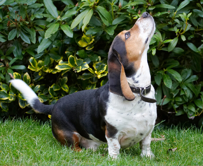 Bassett, Dog, Dogs, Hound, Hounds, Humph, Humphrey, Play, Playing, Playtime