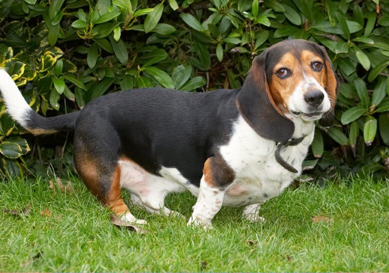 Bassett, Dog, Dogs, Face, Funny, Hound, Hounds, Humph, Humphrey, Play, Playing, Playtime