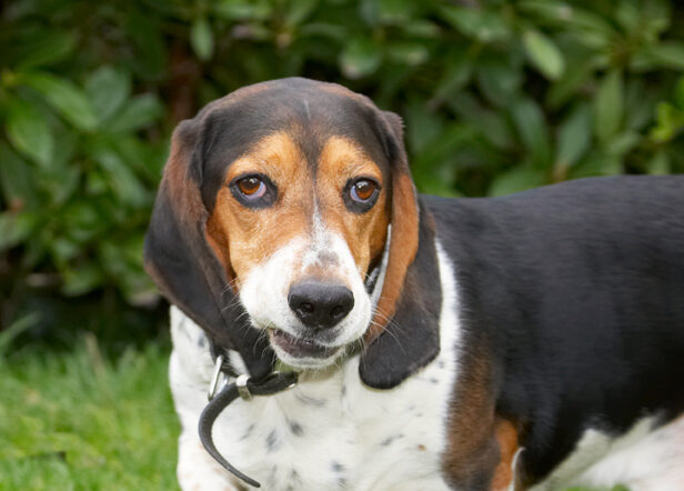 Bassett, Dog, Dogs, Face, Funny, Head, Hound, Hounds, Humph, Humphrey, Play, Playing, Playtime, Portrait, Pose, Posing