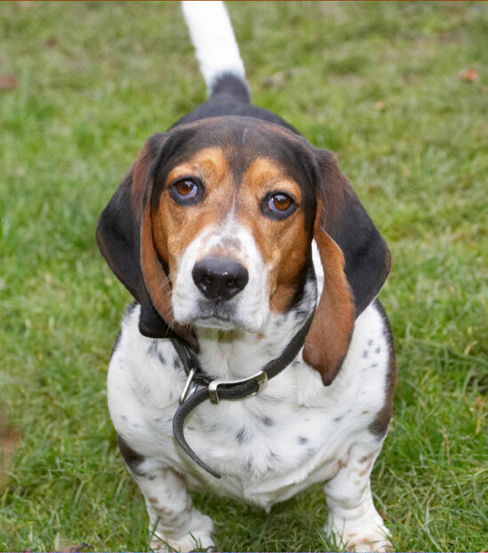 Bassett, Dog, Dogs, Hound, Hounds, Humph, Humphrey, Play, Playing, Playtime