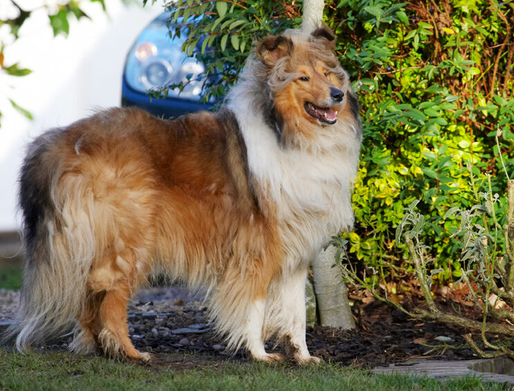 Collie, Collies, Dog, Dogs, Haired, Rough, Smile, Smiling, Sonny, Stand, Standing