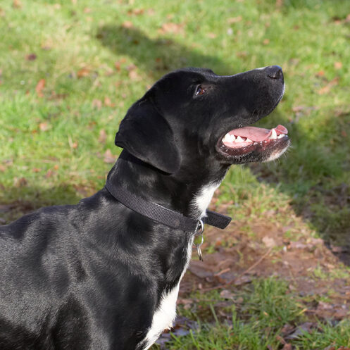 Boogla, Bougla, Dog, Dogs, Play, Playing, Playtime, Spaniel, Spaniels, Springer, Staffordshire Bull Terrirer, Terriers, Tongue