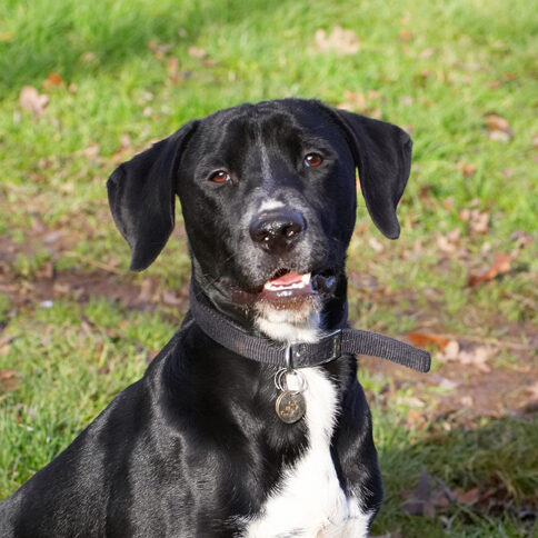 Boogla, Bougla, Dog, Dogs, Head, Play, Playing, Playtime, Spaniel, Spaniels, Springer, Staffordshire Bull Terrirer, Terriers