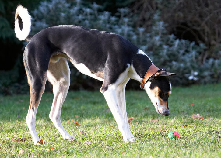 Ball, Dog, Dogs, Lurcher, Murphy, Play, Playing, Playtime