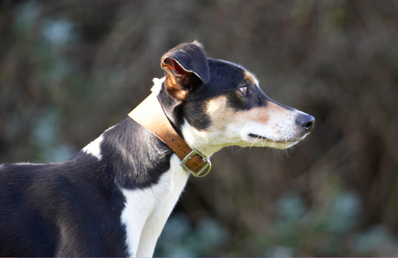 Alert, Dog, Dogs, Lurcher, Murphy, Play, Playing, Playtime