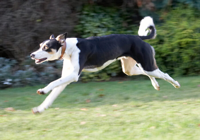 Dog, Dogs, Lurcher, Murphy, Play, Playing, Playtime, Run, Running