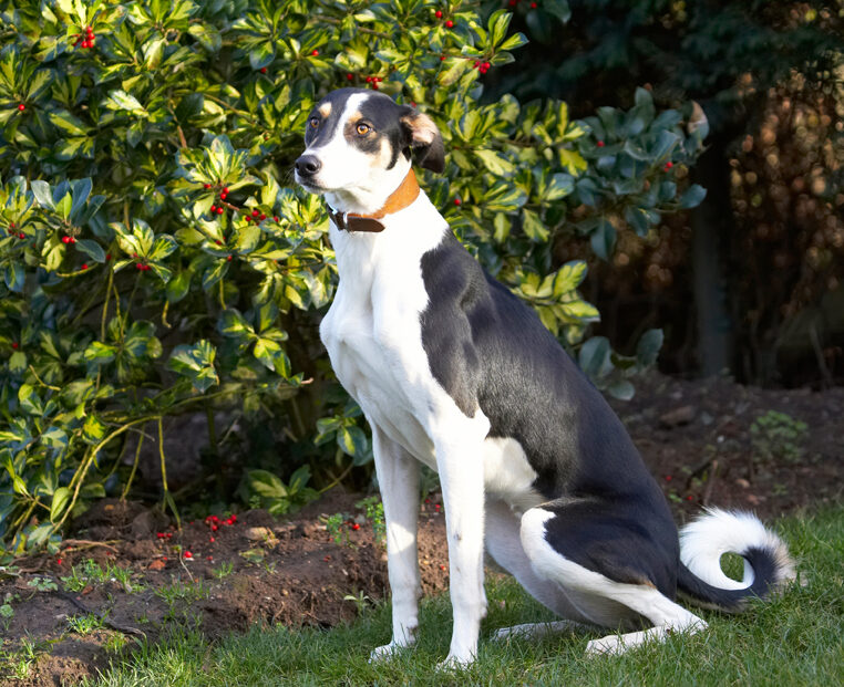 Berries, Dog, Dogs, Lurcher, Murphy, Play, Playing, Playtime, Pose, Posing, Sit, Sitting, Tree
