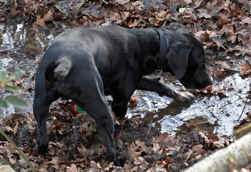 Drink, Drinking, Play, Playing, Playtime, Spaniels, Springer Spaniel, Staffordshire Bull Terrier, Terriers, Tongue, Water