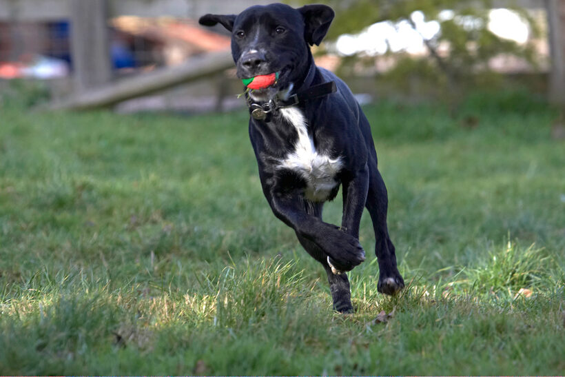 Ball, Play, Playing, Playtime, Run, Running, Spaniels, Springer Spaniel, Staffordshire Bull Terrier, Terriers