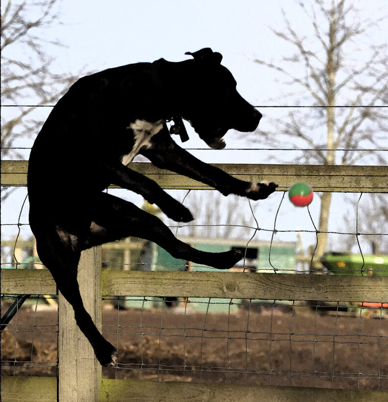 Ball, Leap, Leaping, Play, Playing, Playtime, Spaniels, Springer Spaniel, Staffordshire Bull Terrier, Terriers