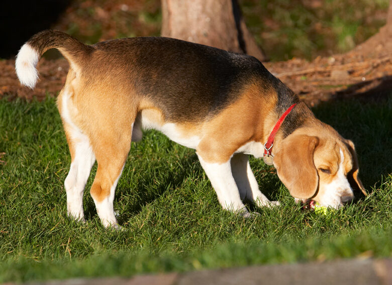 Archie, Ball, Beagle, Dog, Dogs, Play, Playing, Playtime
