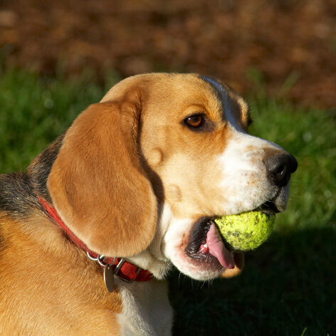 Archie, Ball, Beagle, Dog, Dogs, Head, Play, Playing, Playtime, Portrait, Pose, Posing, Tongue