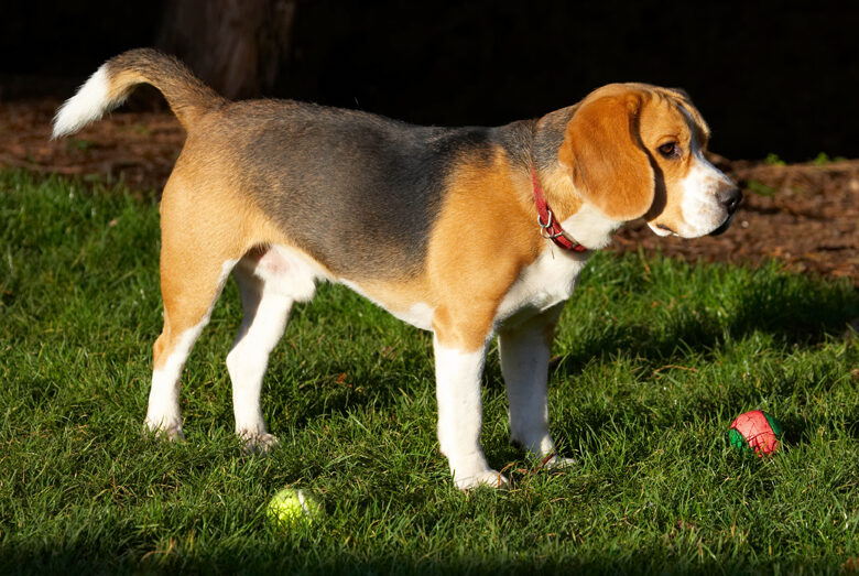 Archie, Ball, Balls, Beagle, Dog, Dogs, Play, Playing, Playtime, Stand, Standing