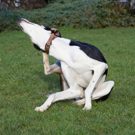 Dog, Dogs, Lurcher, Murphy, Play, Playing, Playtime, Scratch, Scratching