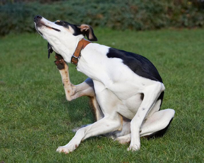 Dog, Dogs, Lurcher, Murphy, Play, Playing, Playtime, Scratch, Scratching