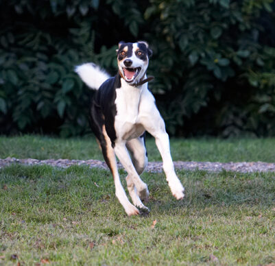 Dog, Dogs, Lurcher, Murphy, Play, Playing, Playtime, Run, Running, Smile, Smiling