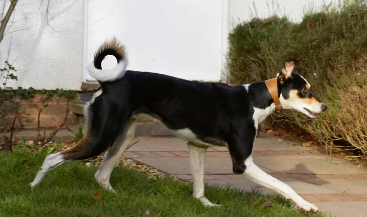 Dog, Dogs, Lurcher, Murphy, Play, Playing, Playtime