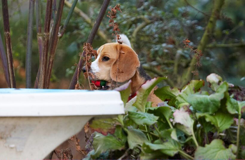 Archie, Beagle, Dog, Dogs, Play, Playing, Playtime