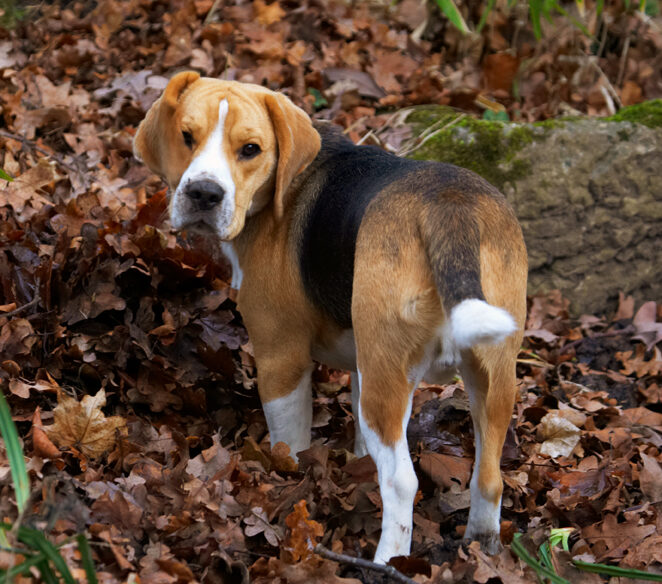 Archie, Beagle, Dog, Dogs, Play, Playing, Playtime