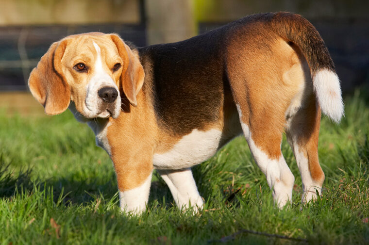 Archie, Beagle, Dog, Dogs, Play, Playing, Playtime, Stand, Standing